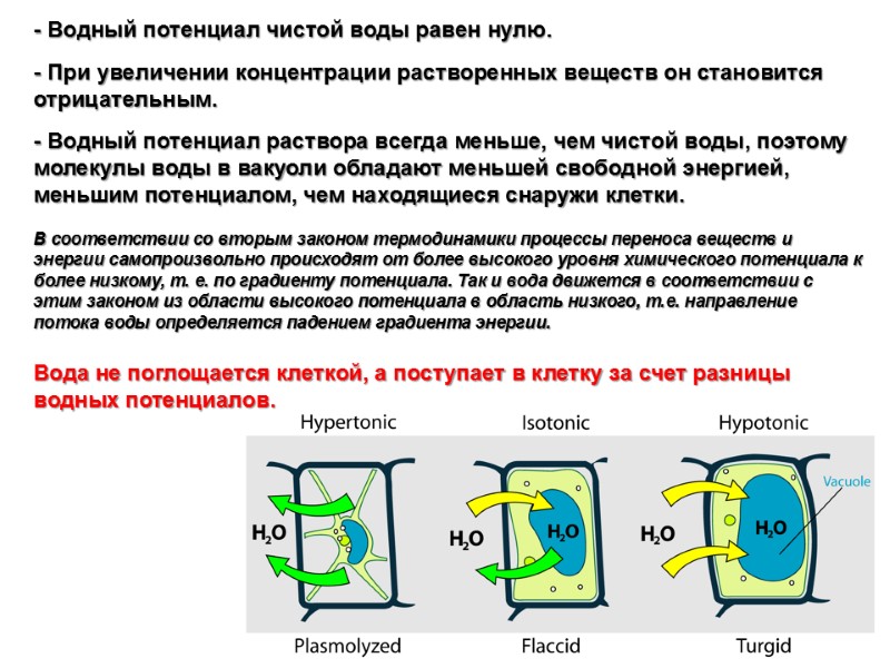 - Водный потенциал чистой воды равен нулю.   - При увеличении концентрации растворенных